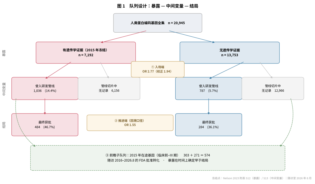 图 1 队列设计：暴露、中间变量、结局三层的两臂人数与两阶段效应量